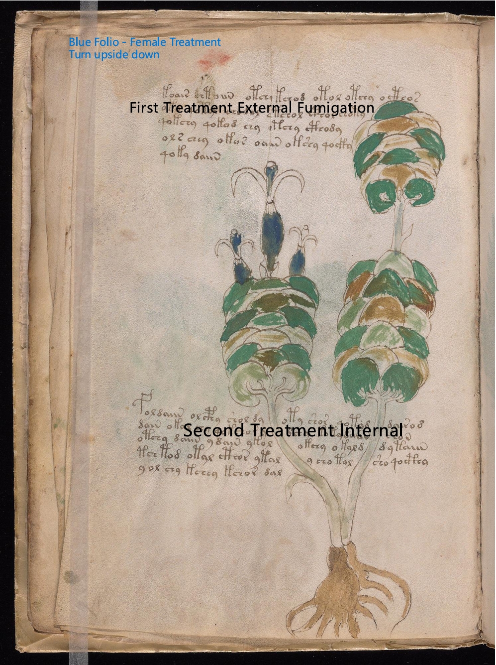 Secondary labelled diagram of Folio 13v